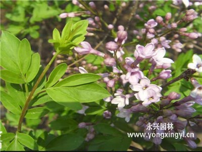 叢生裂葉丁香和紫丁香有什么不同之處？